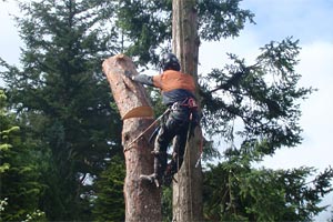 tree felling
