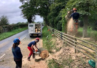 Ash tree removal