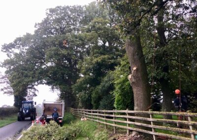 Ash tree removal