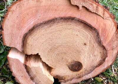Ash tree removal