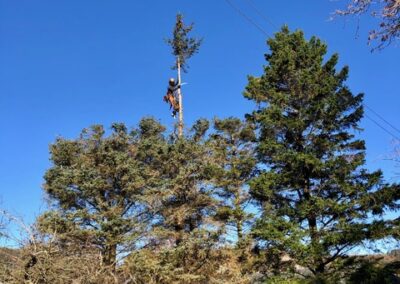Spruce Tree 4