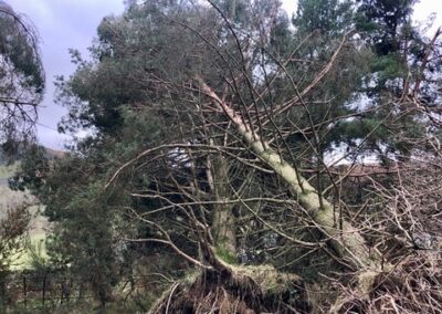 windblown 2
