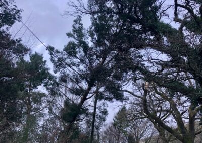 windblown 3