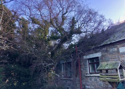 Windblown-SilverBirch 1